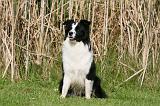 BORDER COLLIE 1379